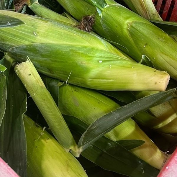 朝どりのとうもろこし